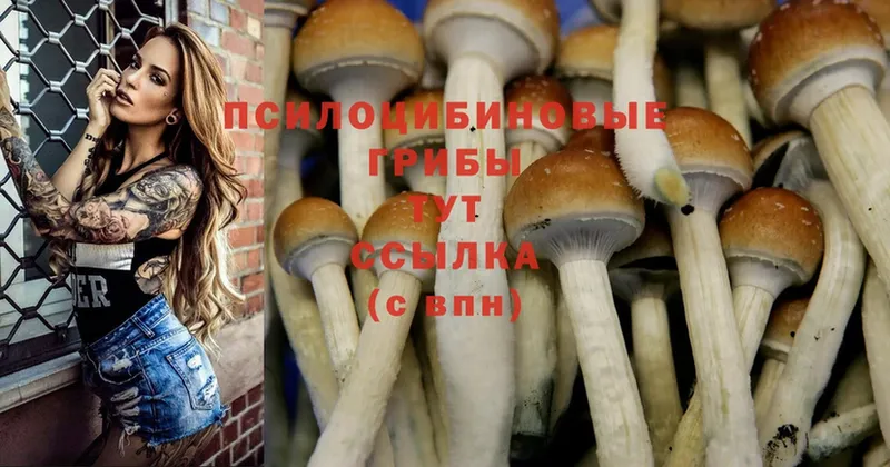 закладка  Елабуга  Псилоцибиновые грибы MAGIC MUSHROOMS 